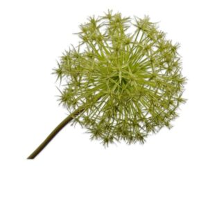 Lagrange Interiors Allium Stem Green