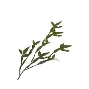 Lagrange Interiors Plant Hanging Cactus Green 115cm Small Rhipsalis