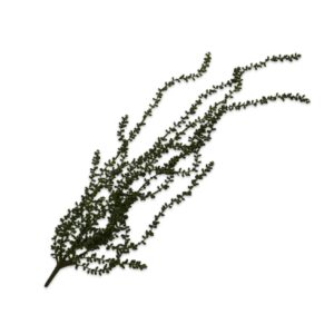 Lagrange Interiors Plant Hanging Green 91cm String of Pearls