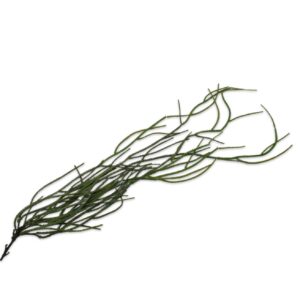 Lagrange Interiors Succulent Hanging Dark Green 135cm Huperzia