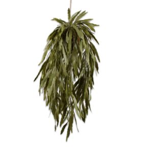Lagrange Interiors Succulent Hanging Green 70cm Mistletoe cactus