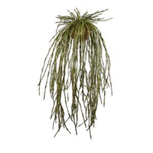 Lagrange Interiors Succulent Hanging Green 90cm Lepismium