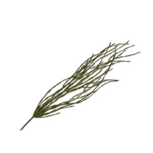 Succulent Hangng Green 122cm - Lepismium