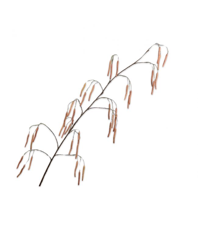 Willow Branch 172cm